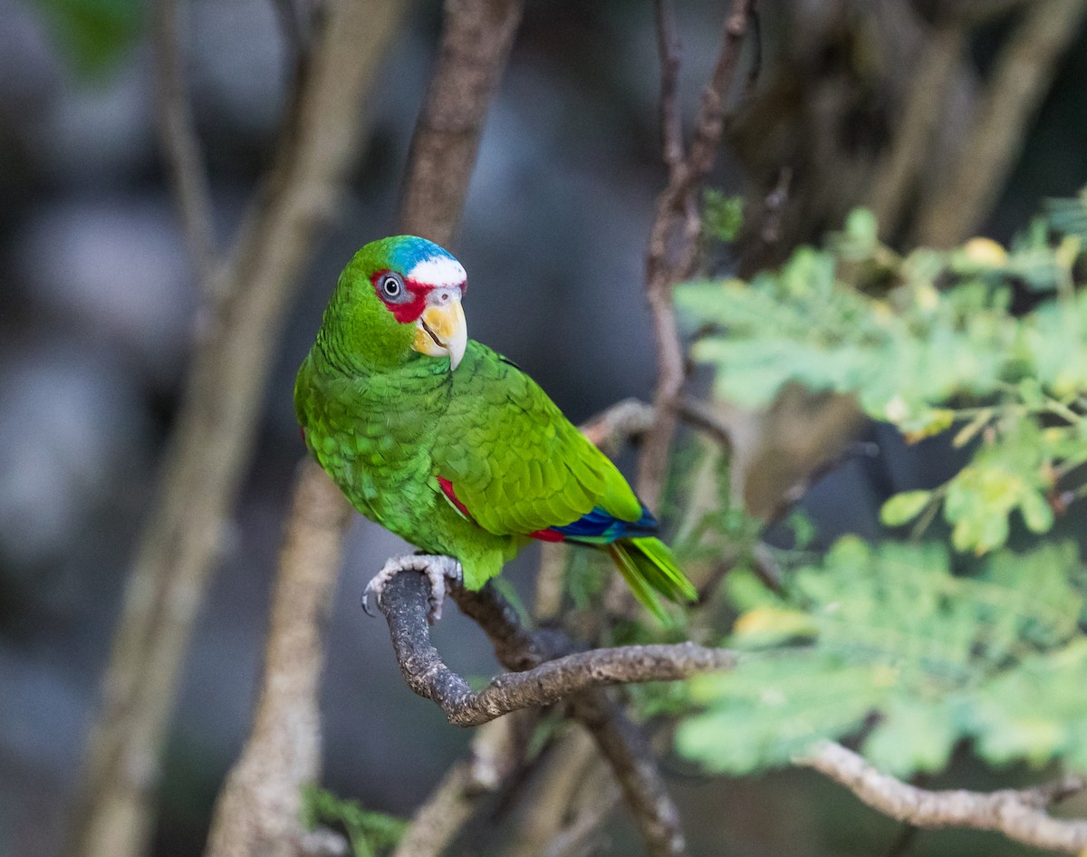 White-fronted Parrot - Arthur Steinberger