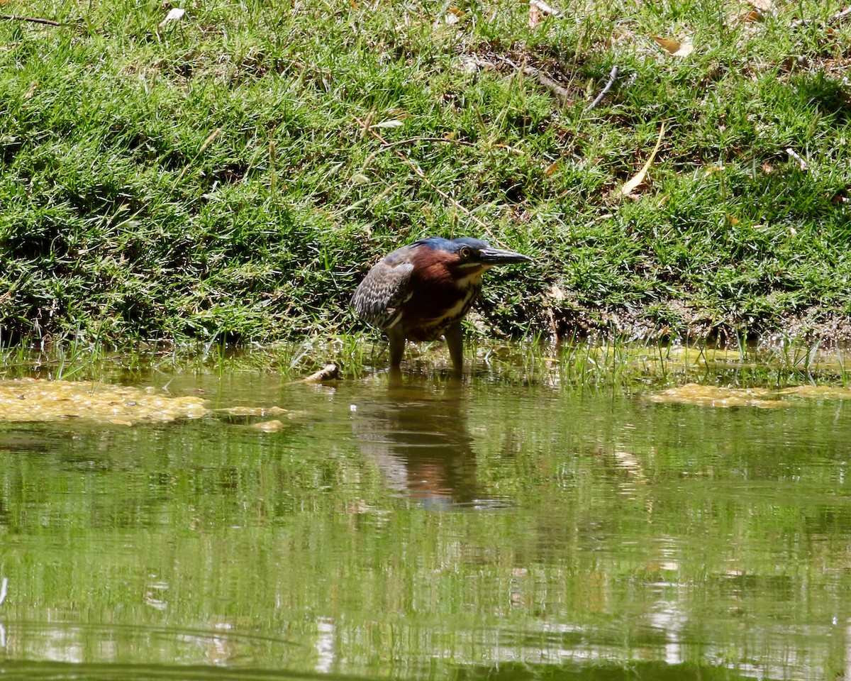 Green Heron - ML102884351