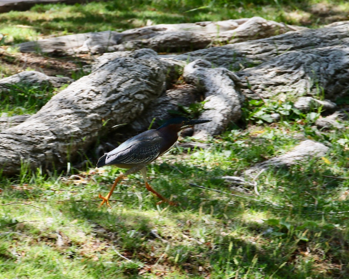 Green Heron - ML102884461