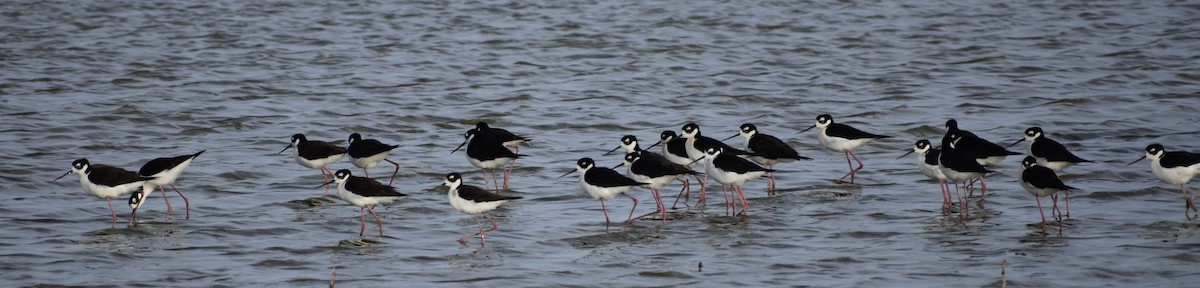 Black-necked Stilt - John/Linda Mendoza