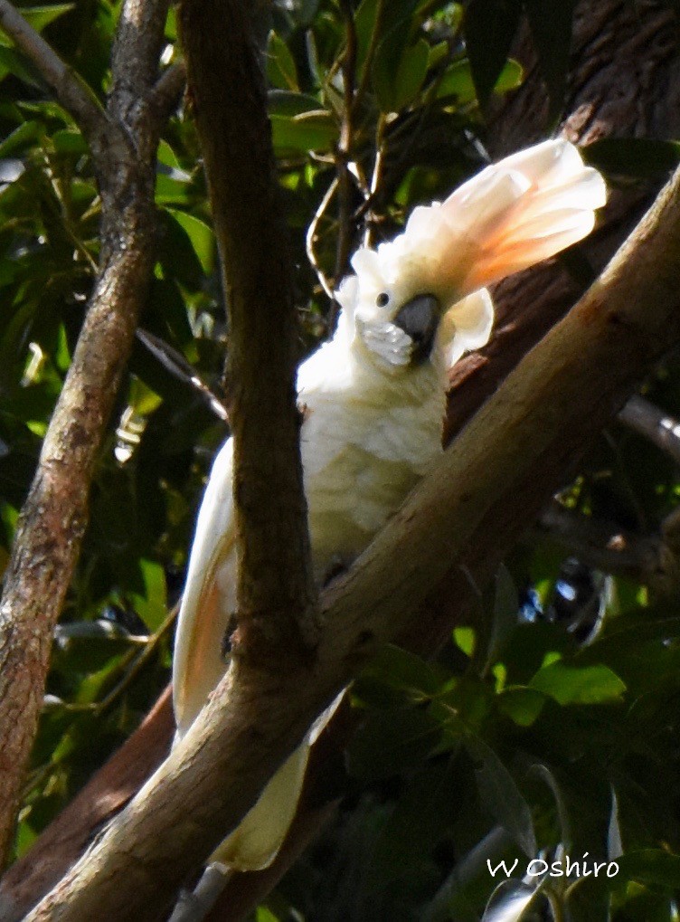 Salmon-crested Cockatoo - ML102886721