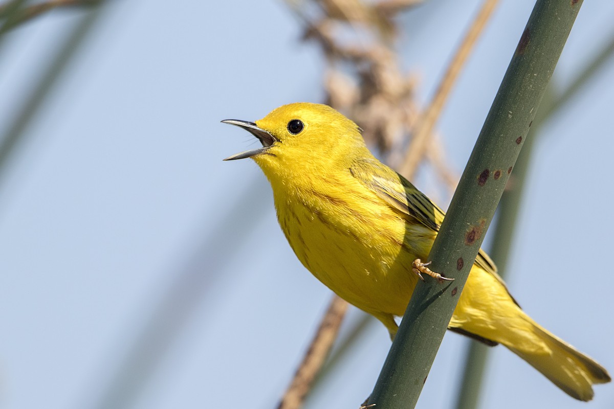 Yellow Warbler - Bradley Hacker 🦜