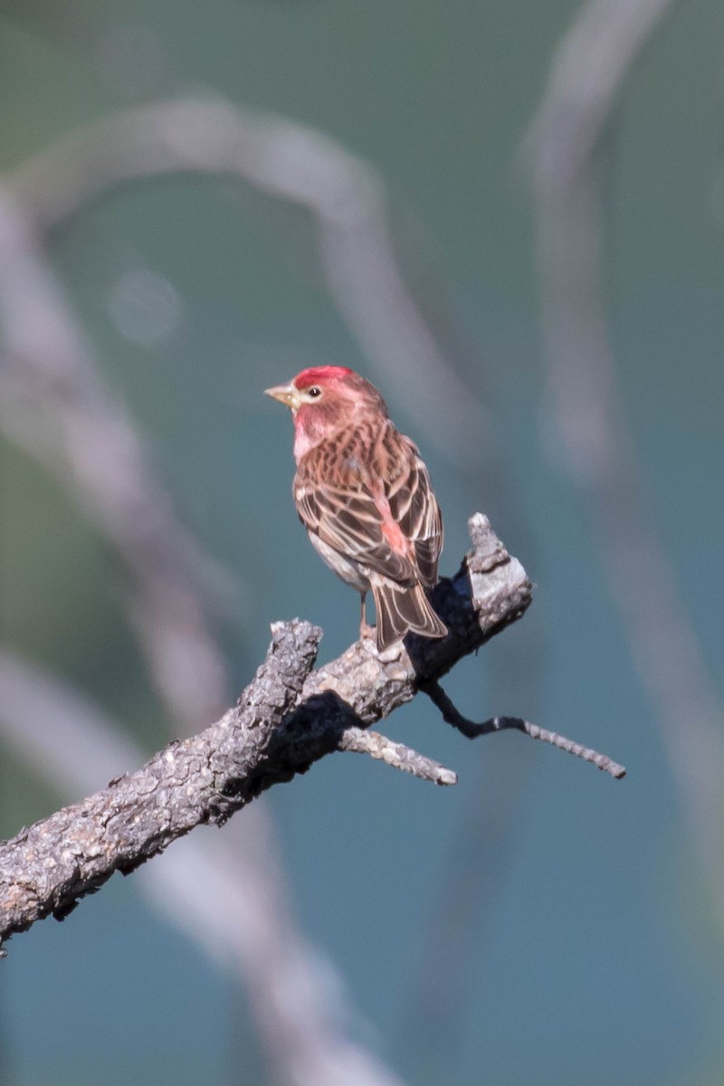 Cassin's Finch - ML102890181