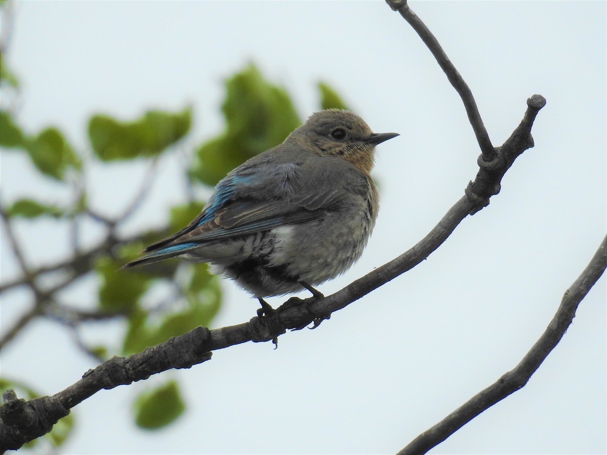 Mountain Bluebird - ML102891951