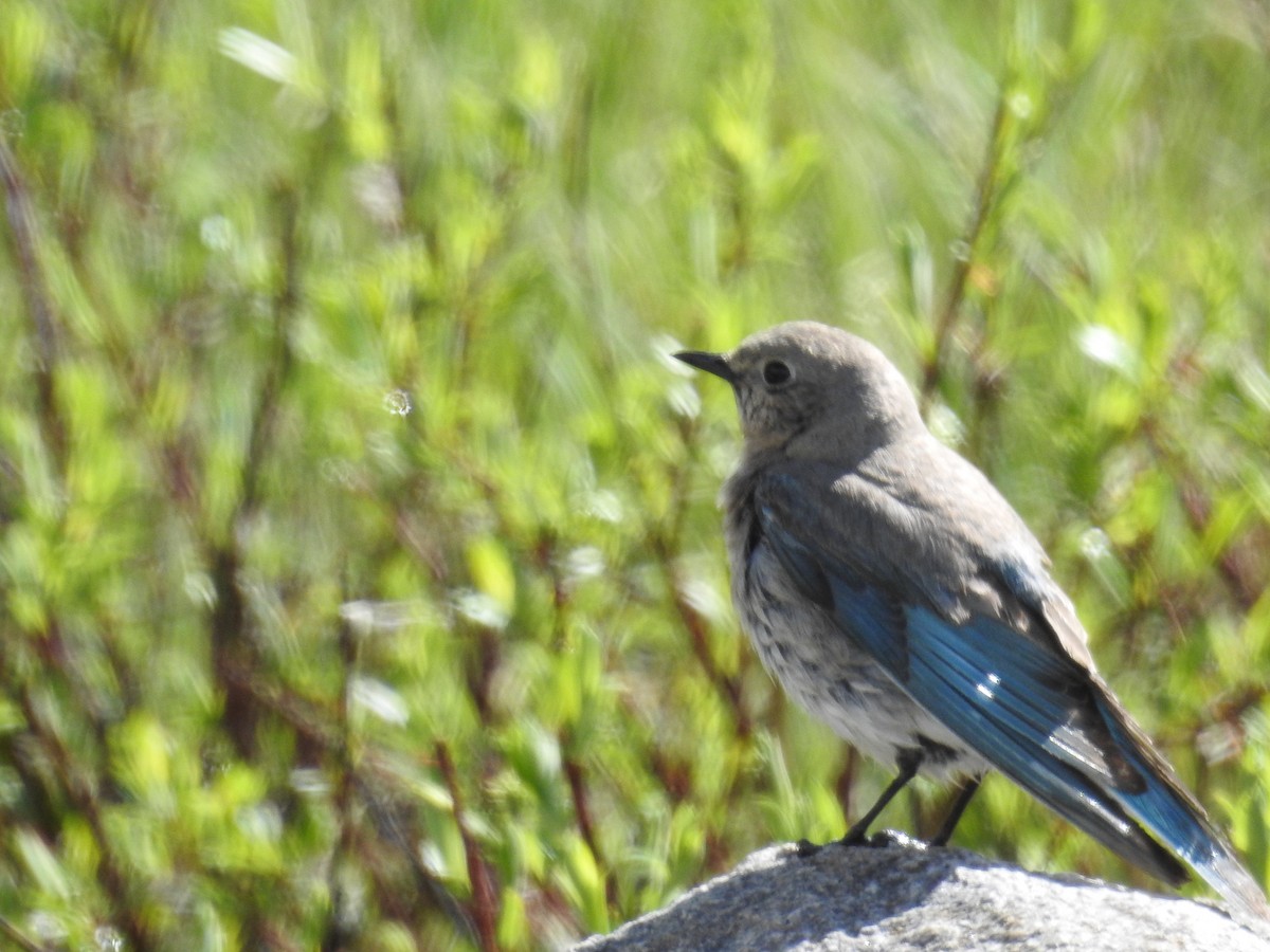 Mountain Bluebird - ML102891981