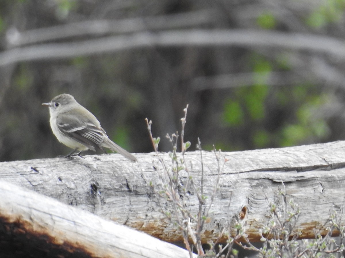 Least Flycatcher - ML102892061