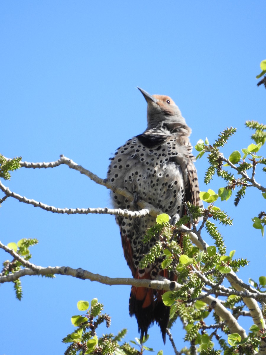 Northern Flicker - ML102892141