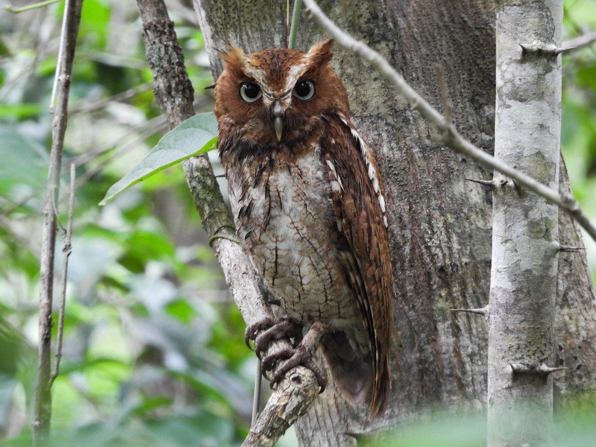 ハラグロオオコノハズク（guatemalae グループ） - eBird