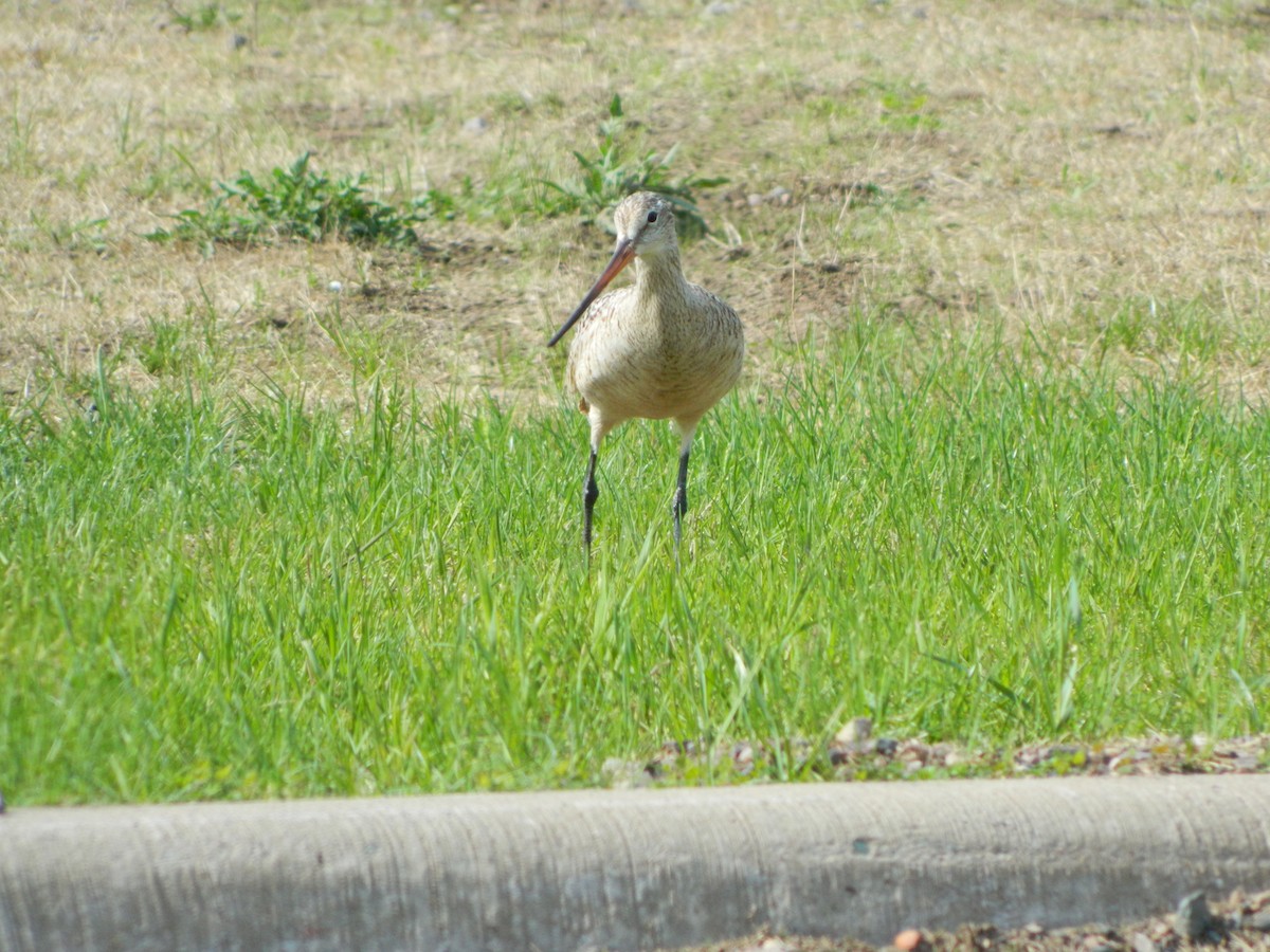 Marbled Godwit - ML102892911