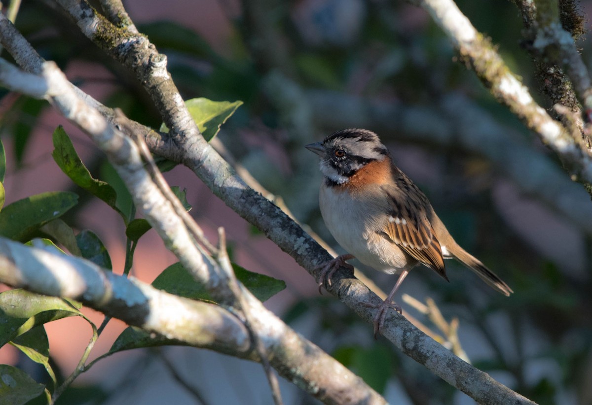 Rufous-collared Sparrow - ML102893141