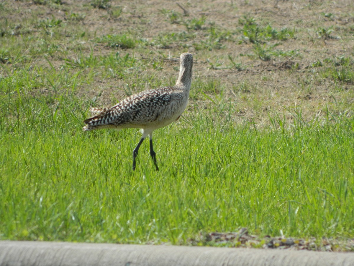 Marbled Godwit - ML102893171