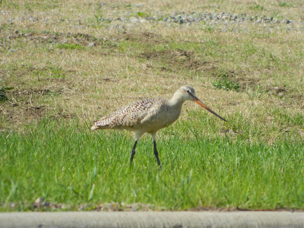 Marbled Godwit - ML102893331