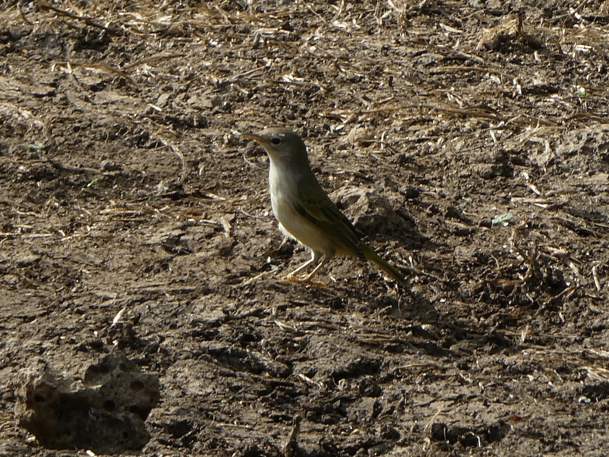 Galapagos Flycatcher - ML102894031