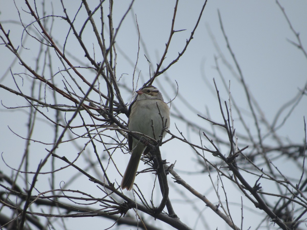 Clay-colored Sparrow - ML102894611