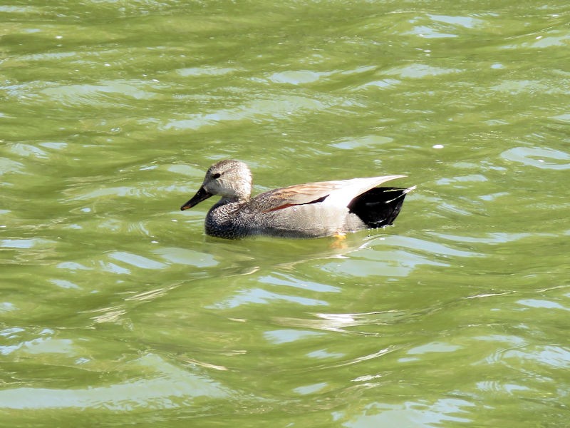 Gadwall - Dean Newhouse