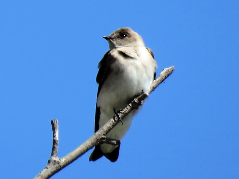 Northern Rough-winged Swallow - ML102896831
