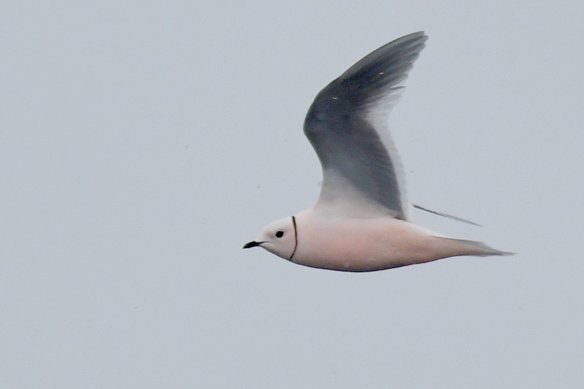 Ross's Gull - Lev Frid | Rockjumper Birding