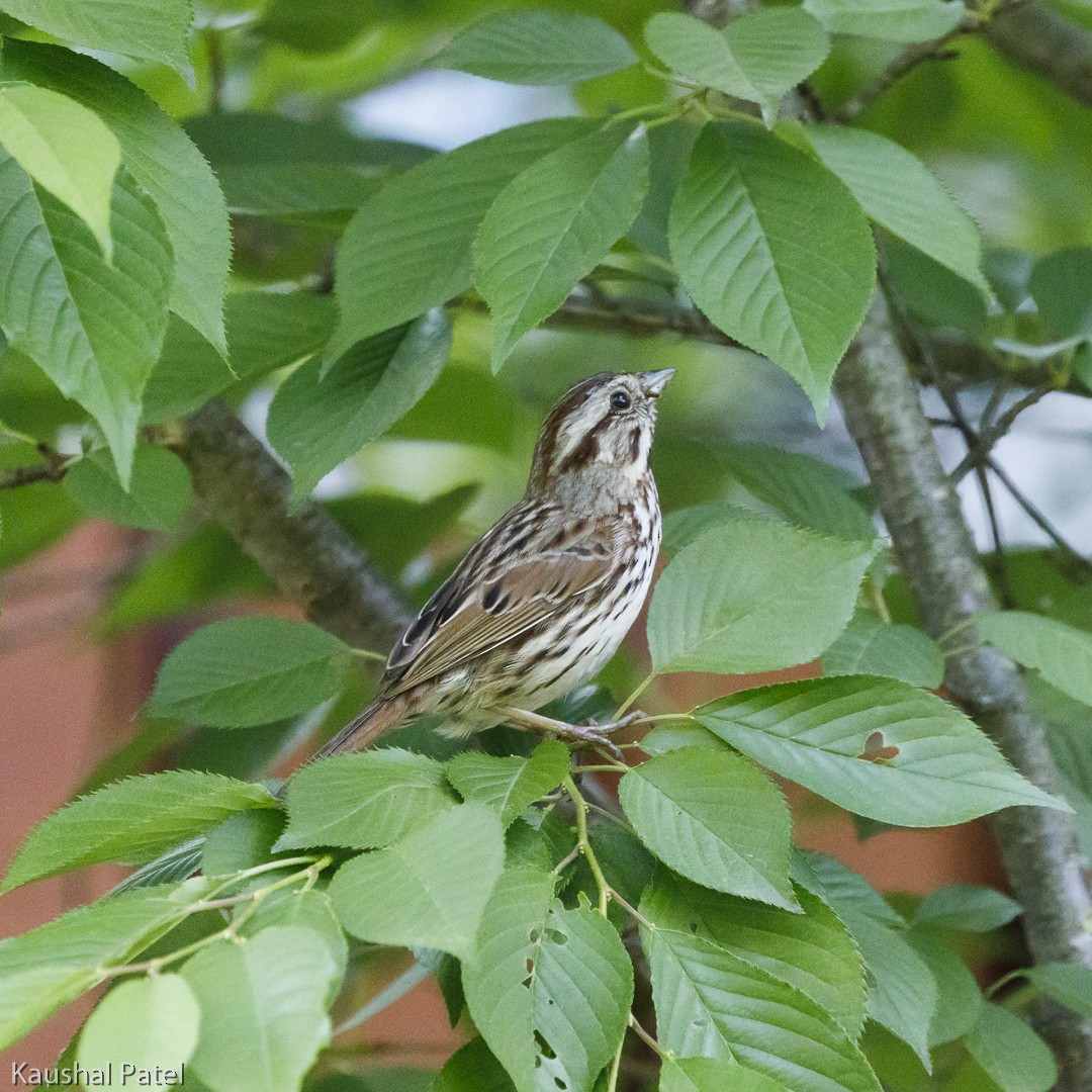 Song Sparrow - ML102898601