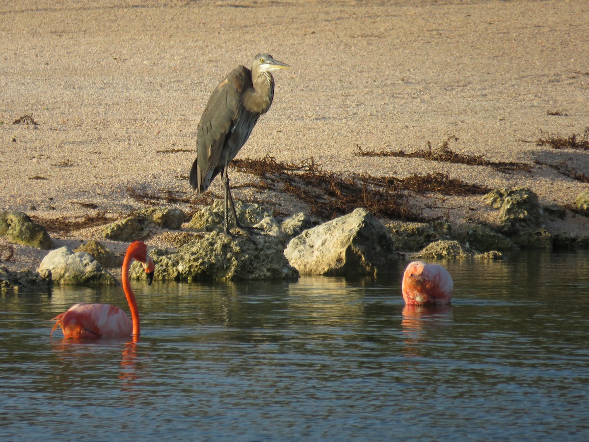 Great Blue Heron - robert wellens