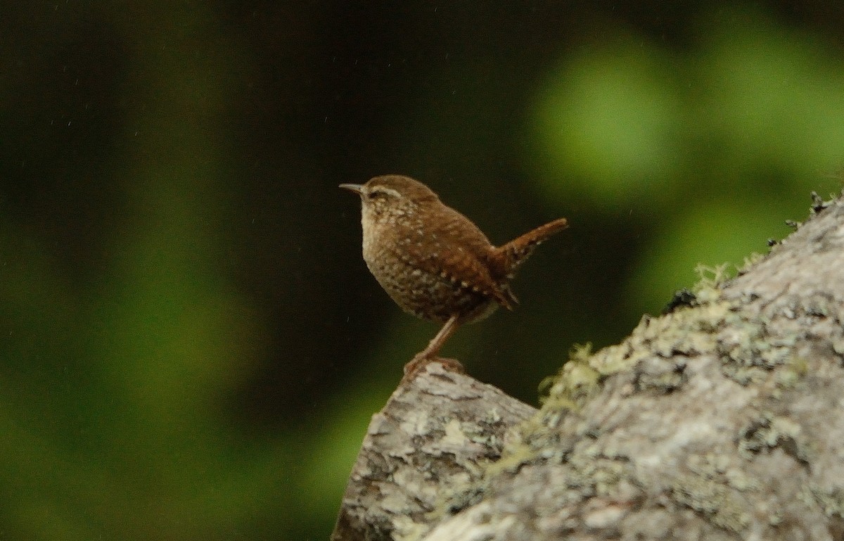 Troglodyte des forêts - ML102898631