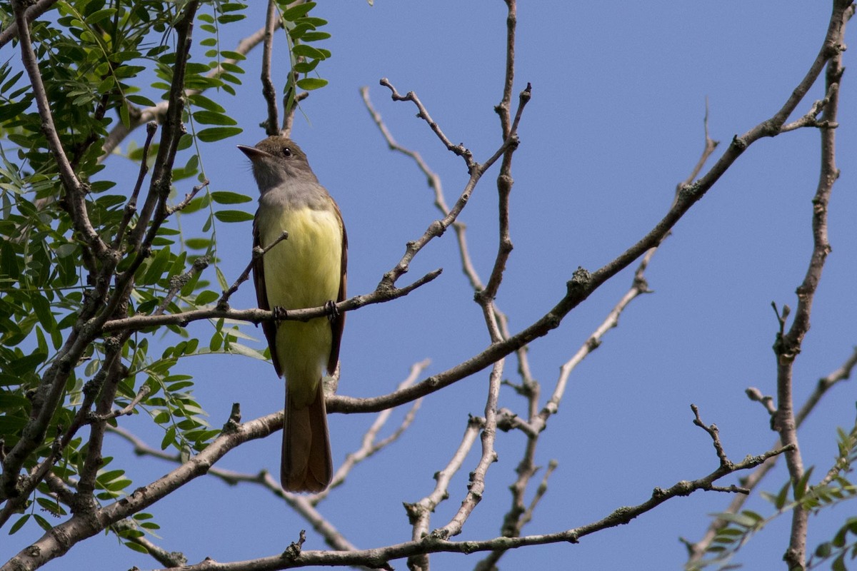 Great Crested Flycatcher - ML102901141