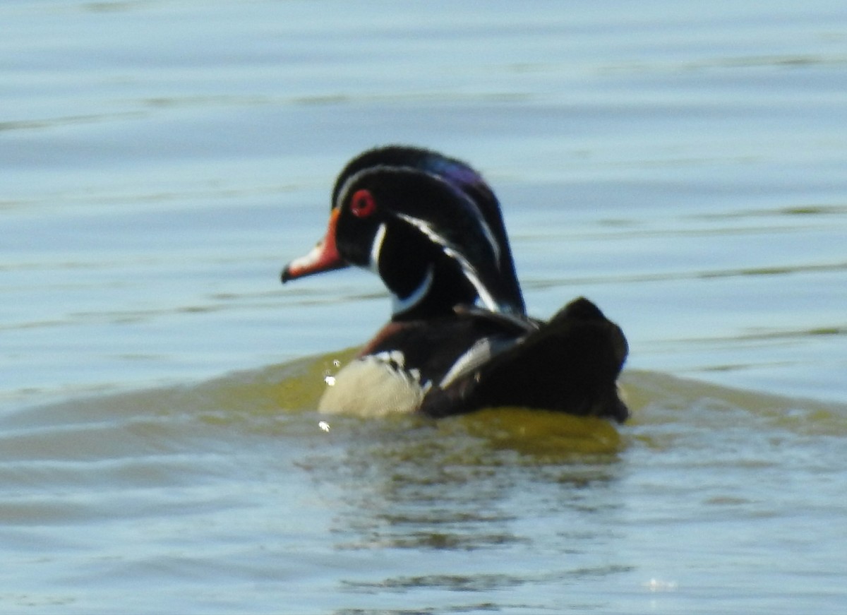 Wood Duck - ML102902361