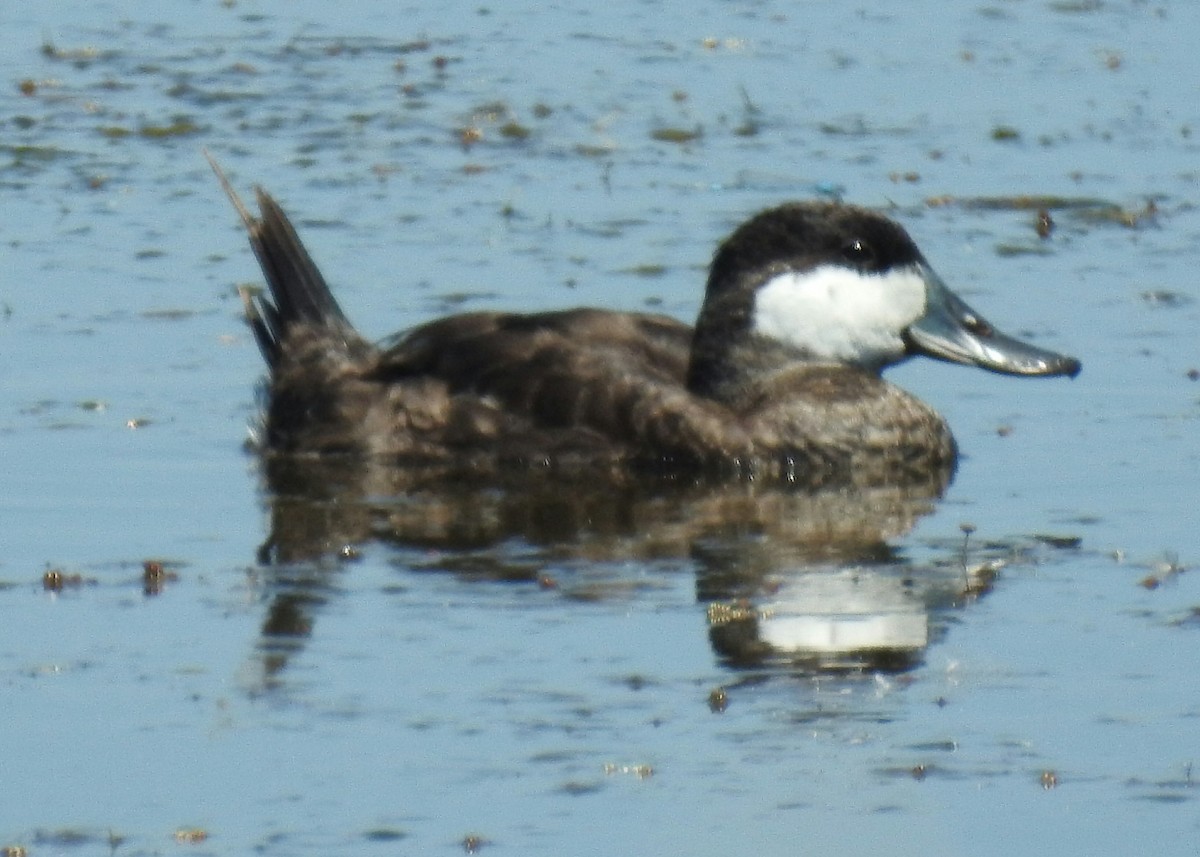 Ruddy Duck - ML102902981