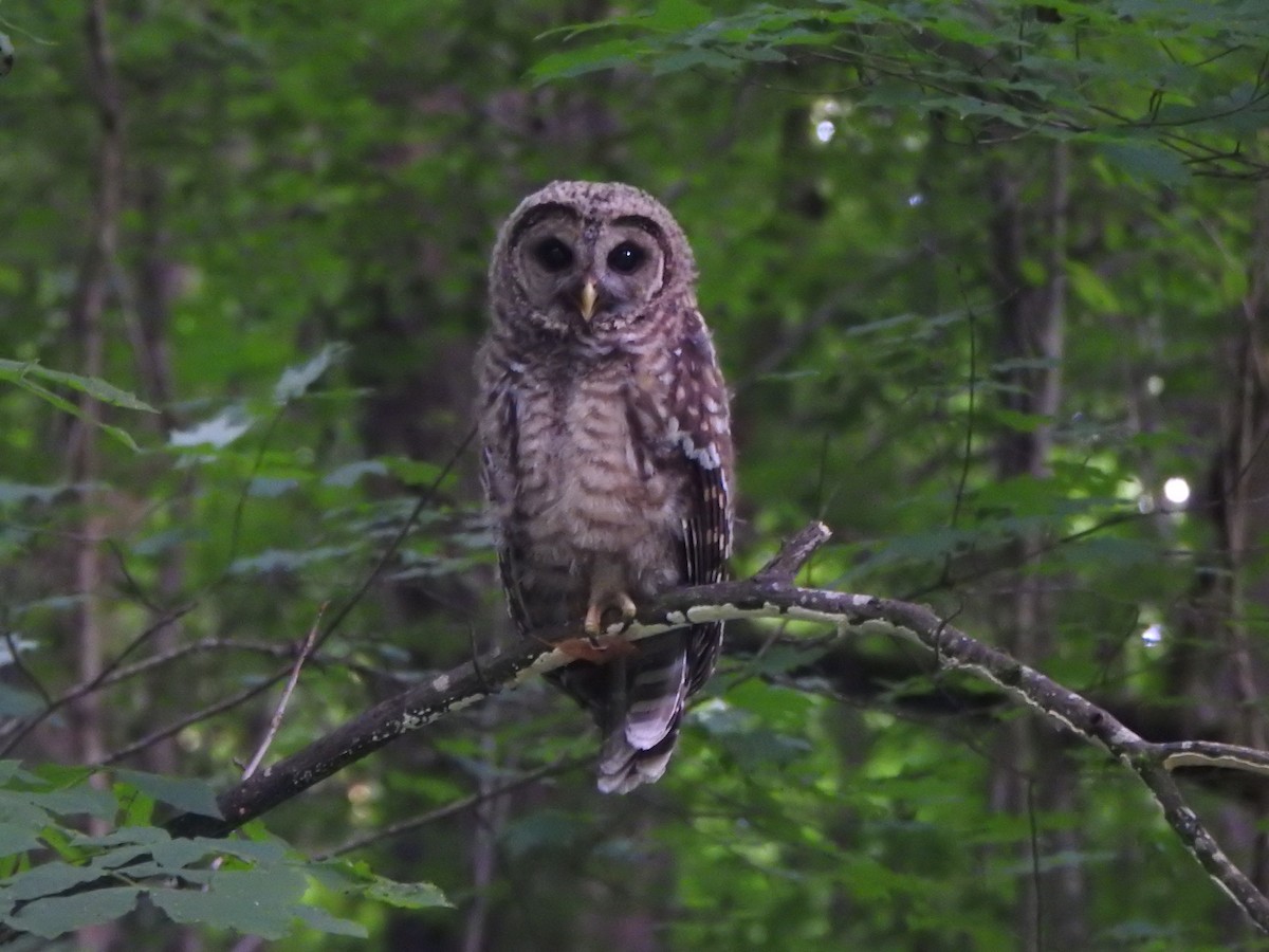 Barred Owl - ML102902991