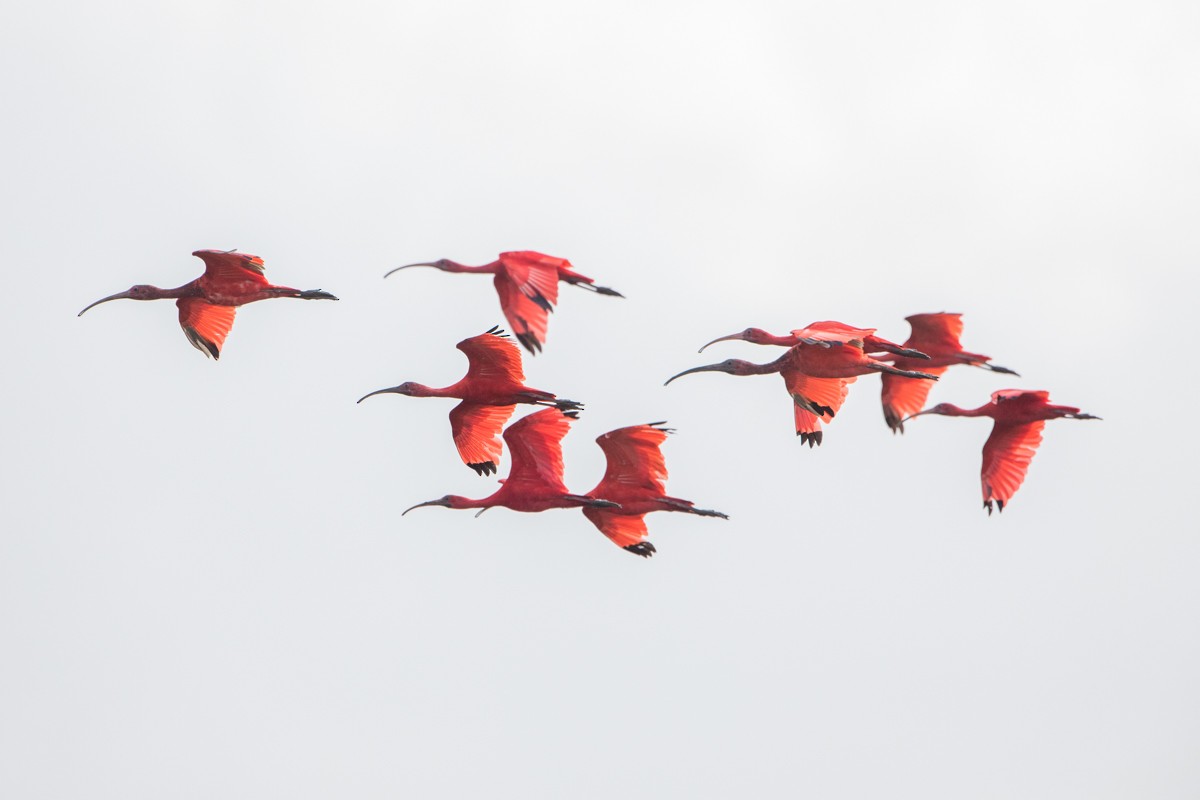 Ibis Escarlata - ML102904211