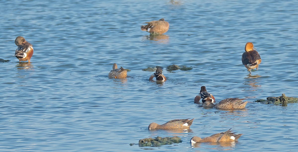 Northern Shoveler - ML102905061