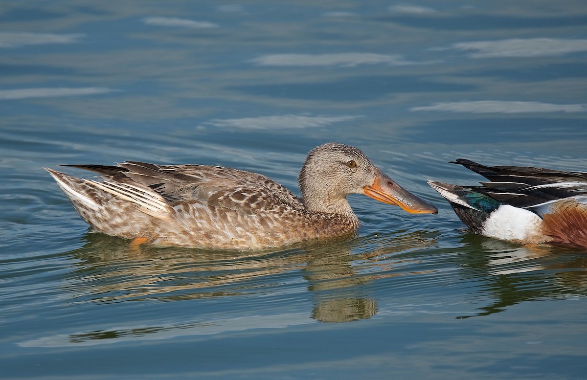 Northern Shoveler - ML102905081