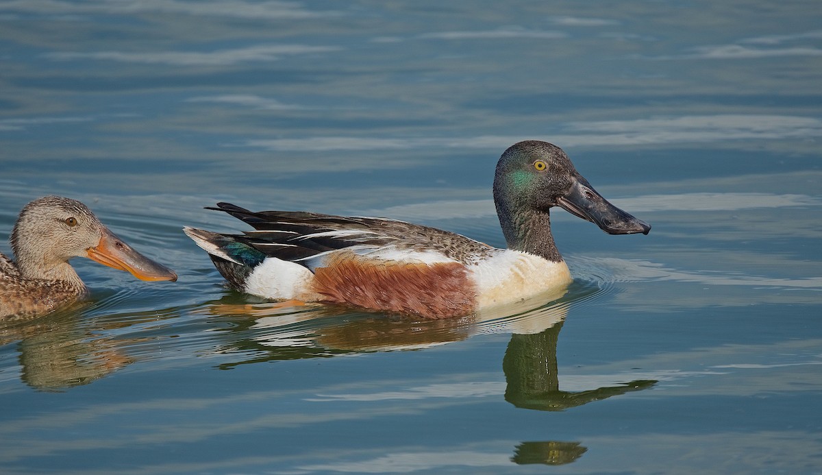 Northern Shoveler - ML102905101