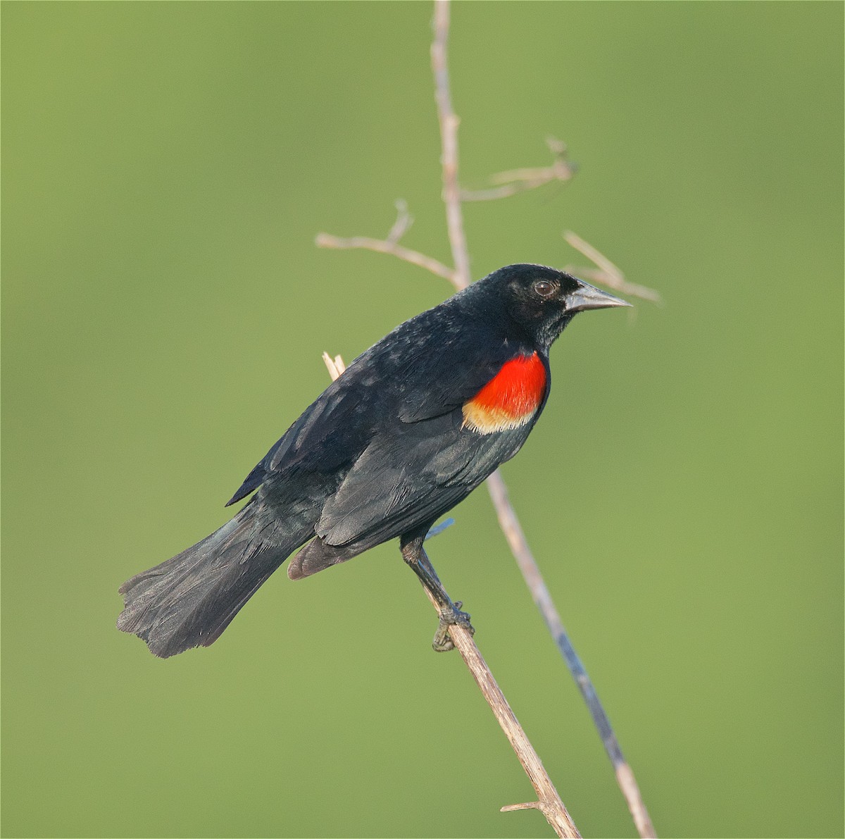 Red-winged Blackbird - ML102905361