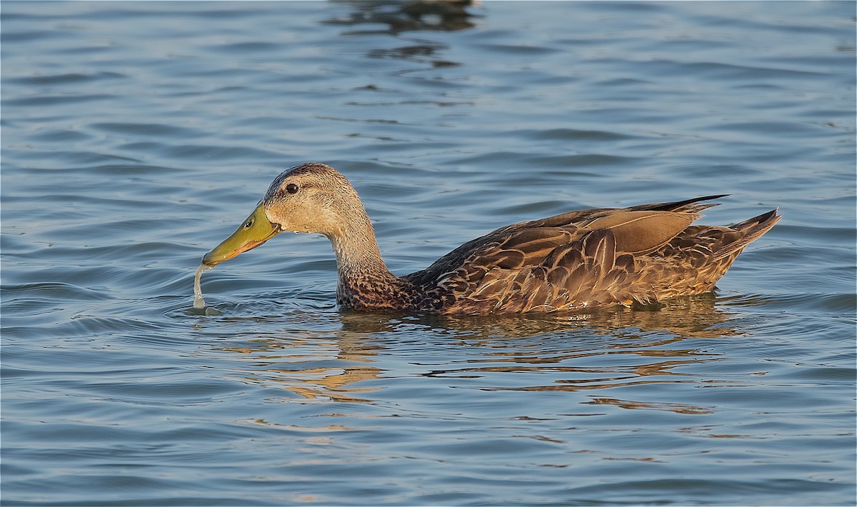 Mottled Duck - ML102905421