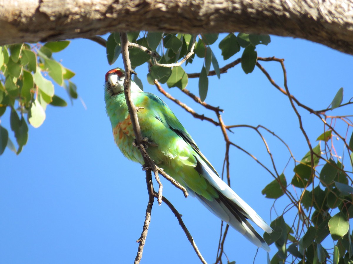 Australian Ringneck (Mallee) - ML102905491