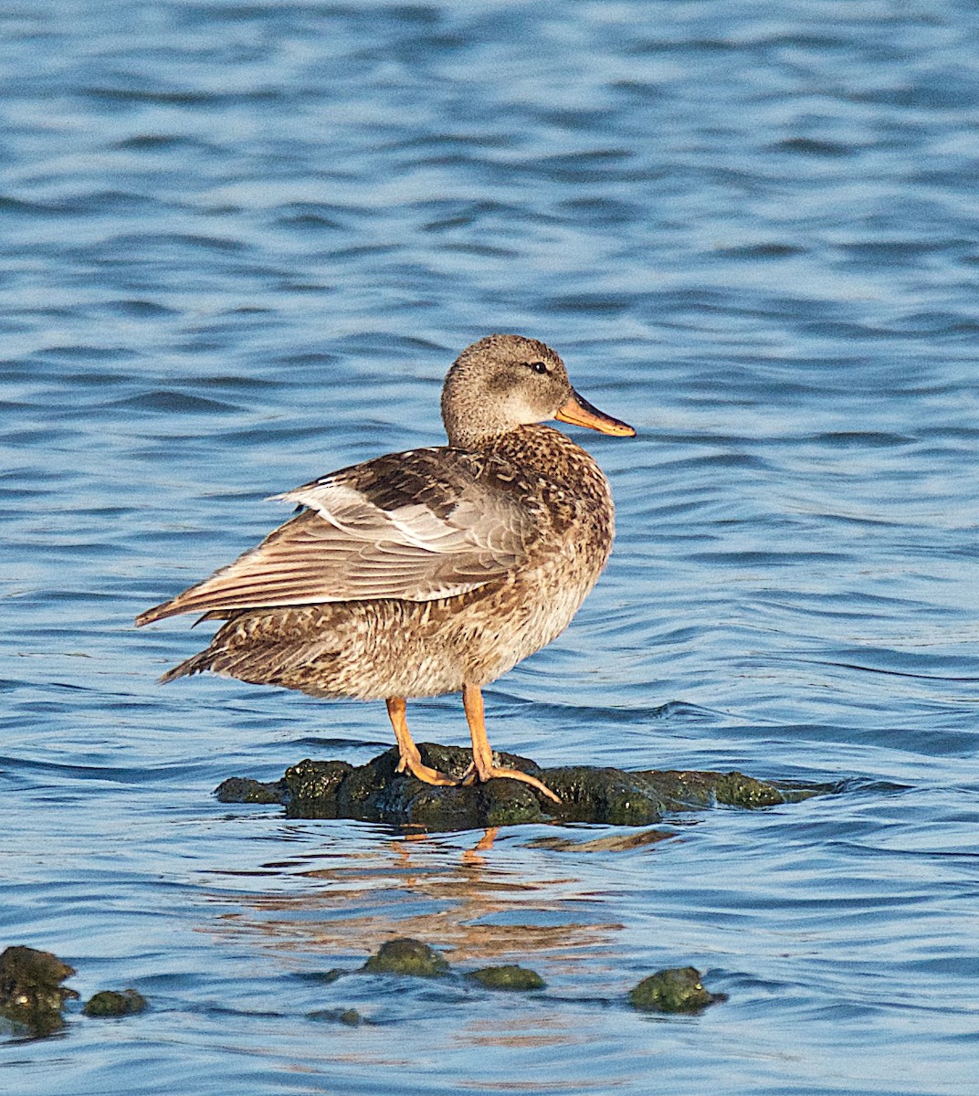 Gadwall - ML102905531