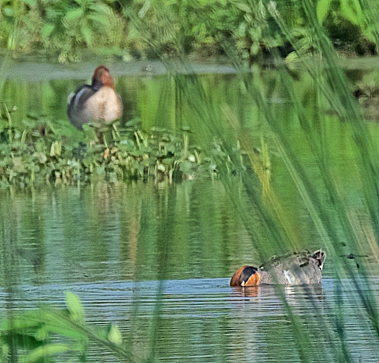 Green-winged Teal - ML102905551