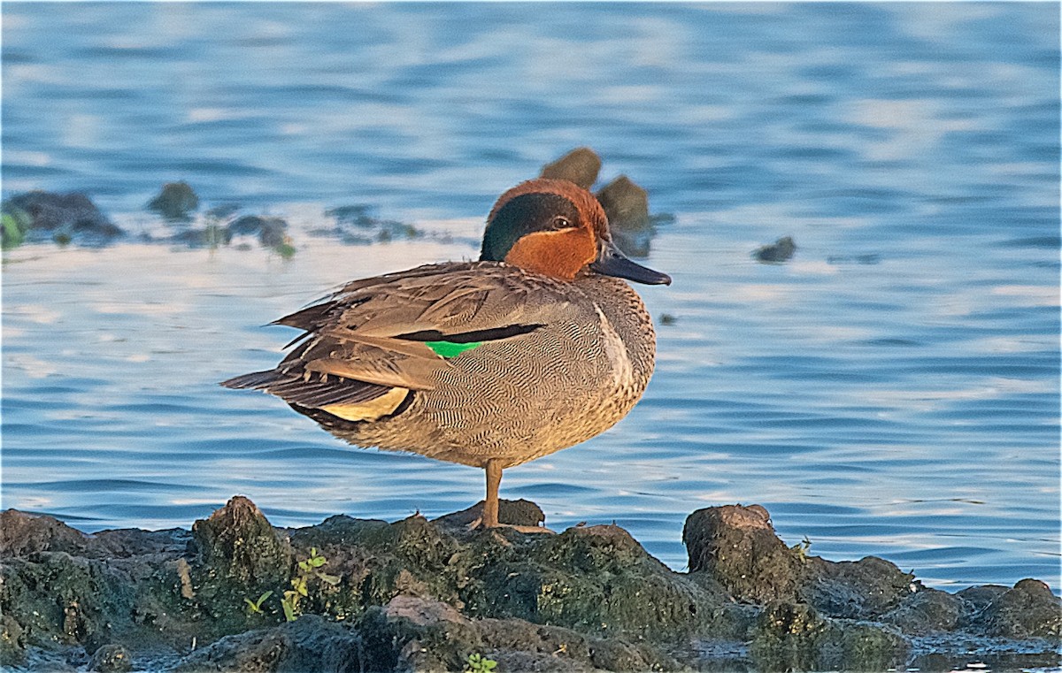 Green-winged Teal - ML102905561
