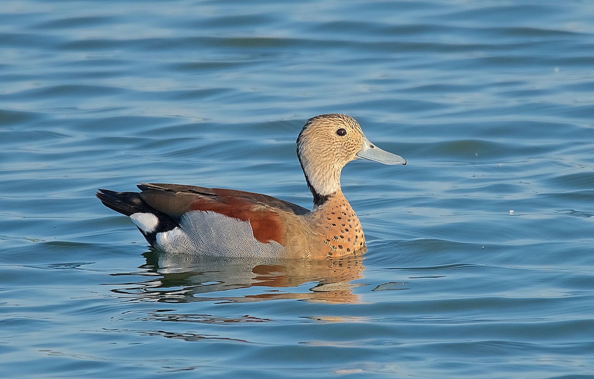 Ringed Teal - Harlan Stewart