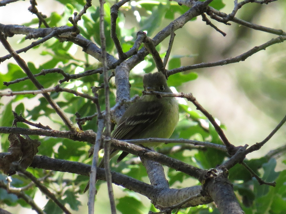 Western Flycatcher (Cordilleran) - ML102908171