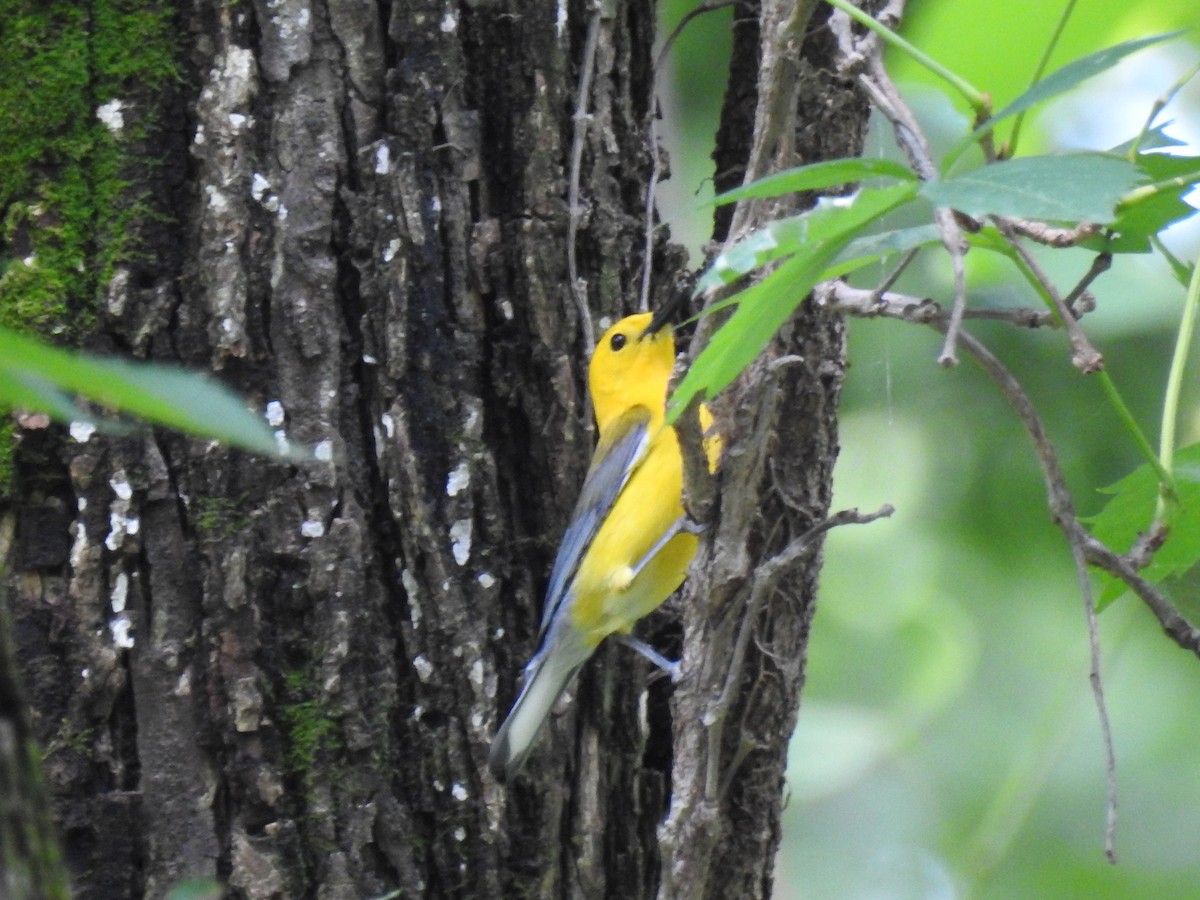 Prothonotary Warbler - Tom Ross