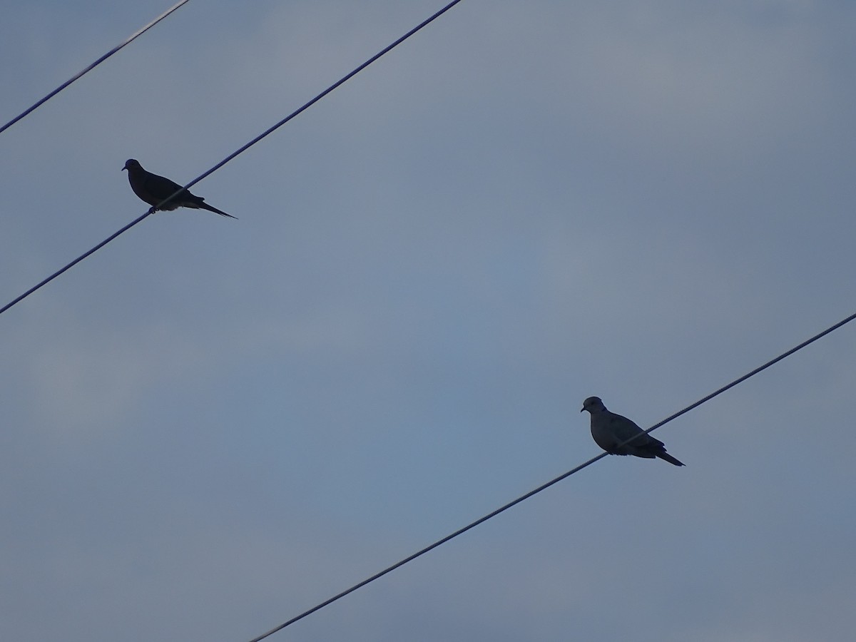 Mourning Dove - ML102910111