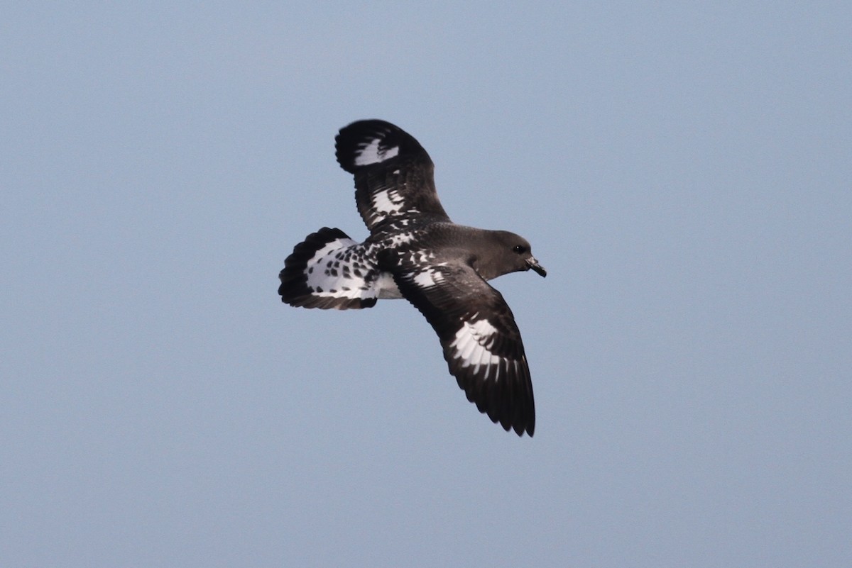 Cape Petrel - Robert Hamilton