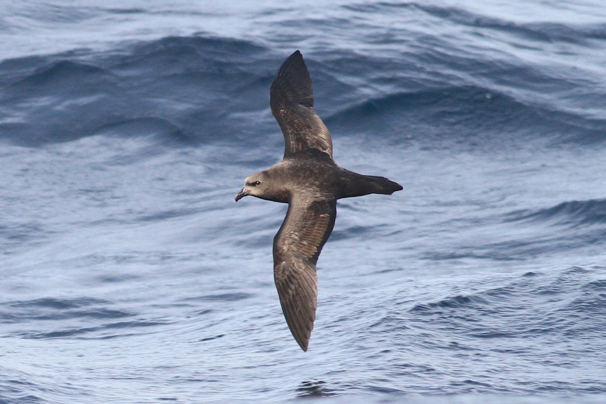 Great-winged Petrel - Robert Hamilton