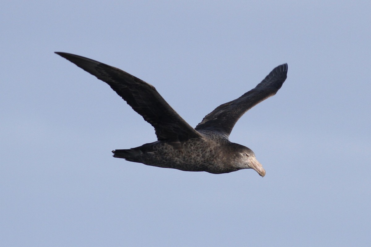 Northern Giant-Petrel - ML102910741