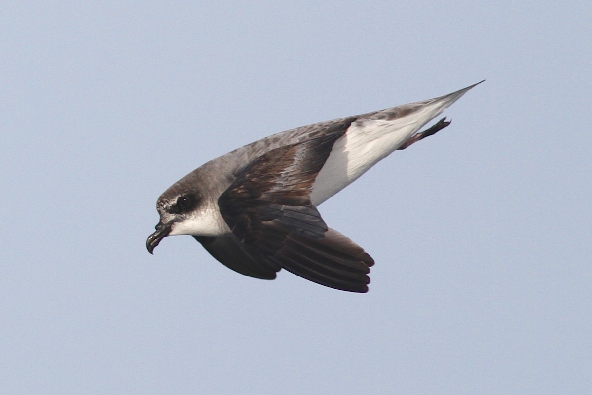 Soft-plumaged Petrel - ML102910901