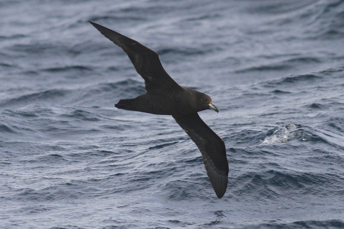 Westland Petrel - Robert Hamilton