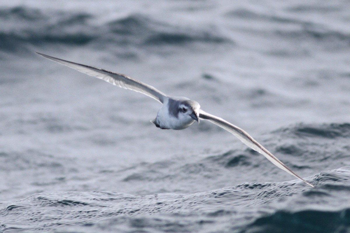 Antarctic Prion - Robert Hamilton