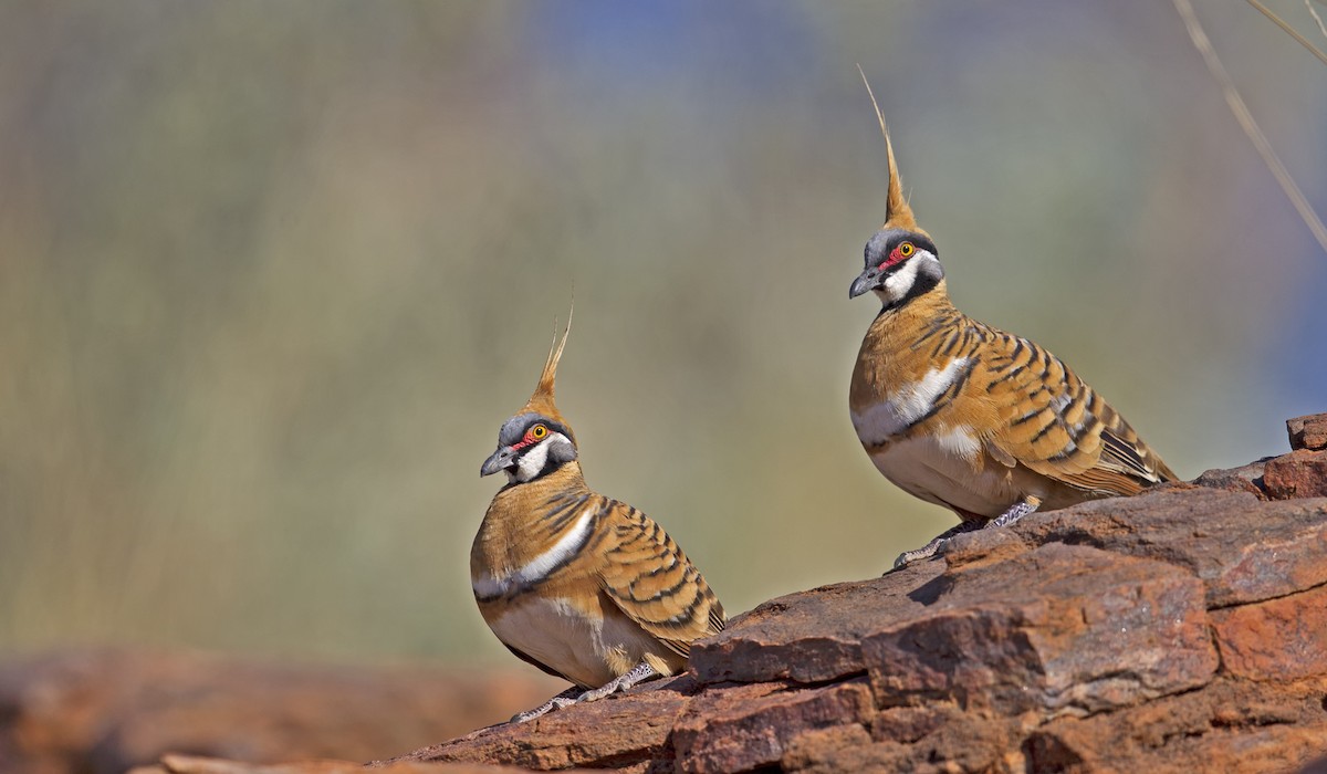 Spinifex Pigeon - ML102911221