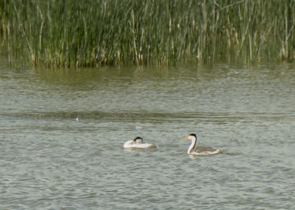 Clark's Grebe - Ernest Rowley